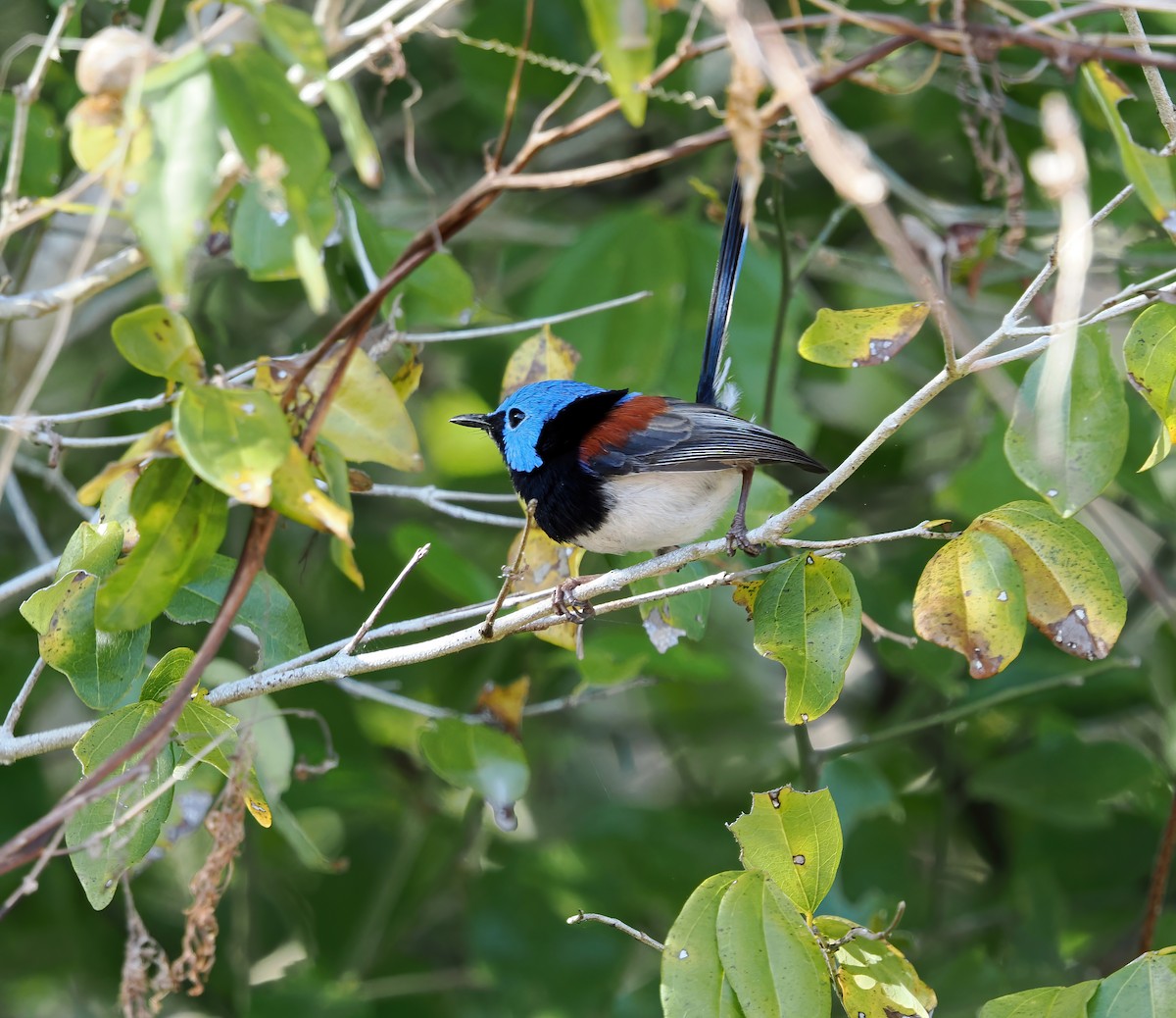 Lovely Fairywren - ML622830656