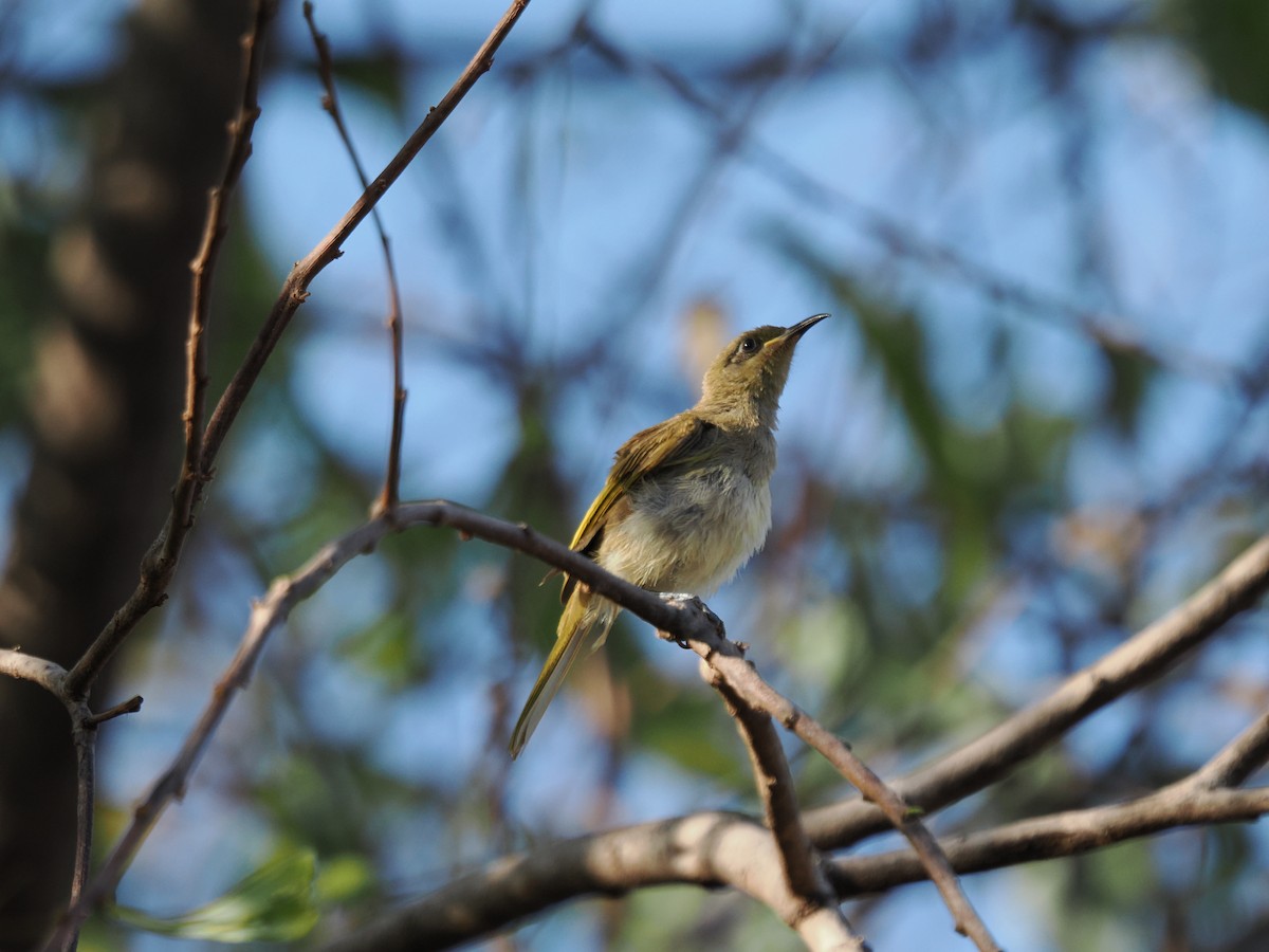 Brown Honeyeater - ML622830665