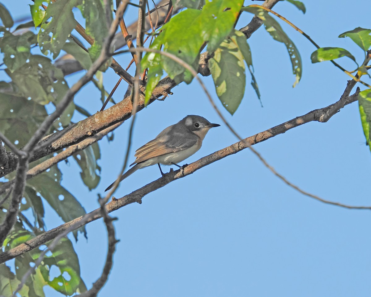 Leaden Flycatcher - ML622830680