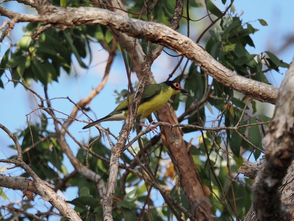 Australasian Figbird - ML622830684