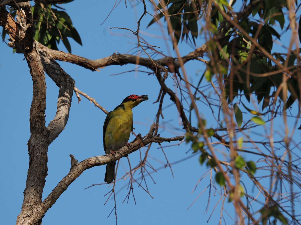 Australasian Figbird - ML622830685