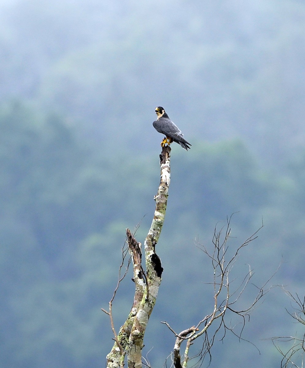 Peregrine Falcon (Shaheen) - Lathish  R Nath