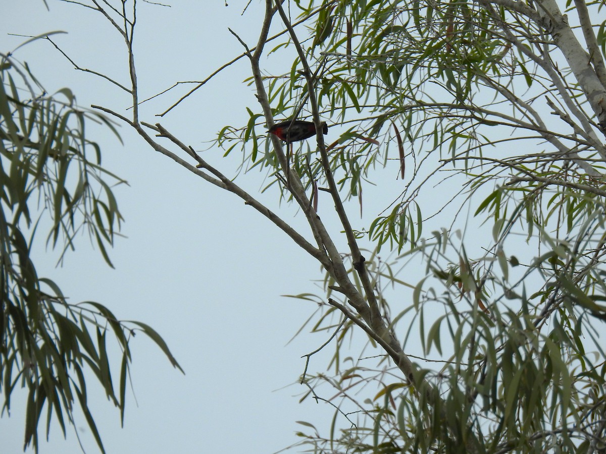 Mistletoebird - Monica Mesch