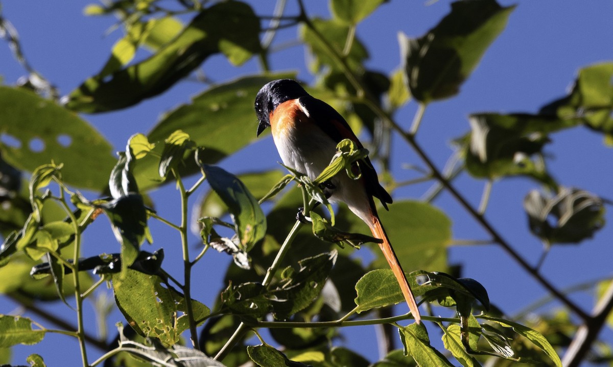 Flores Minivet - Ben Loehnen