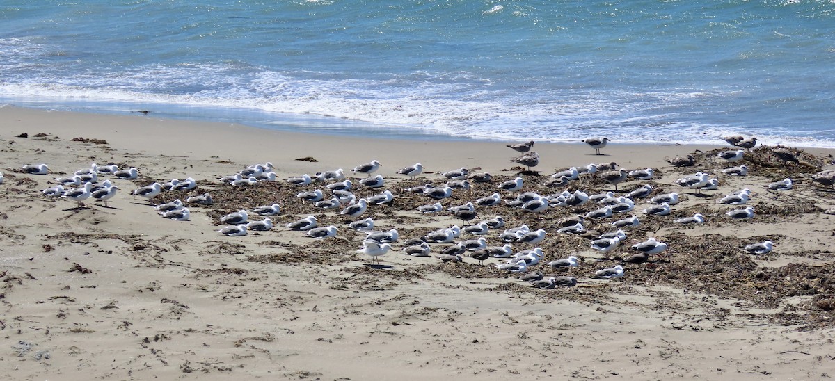 Larus sp. - Petra Clayton