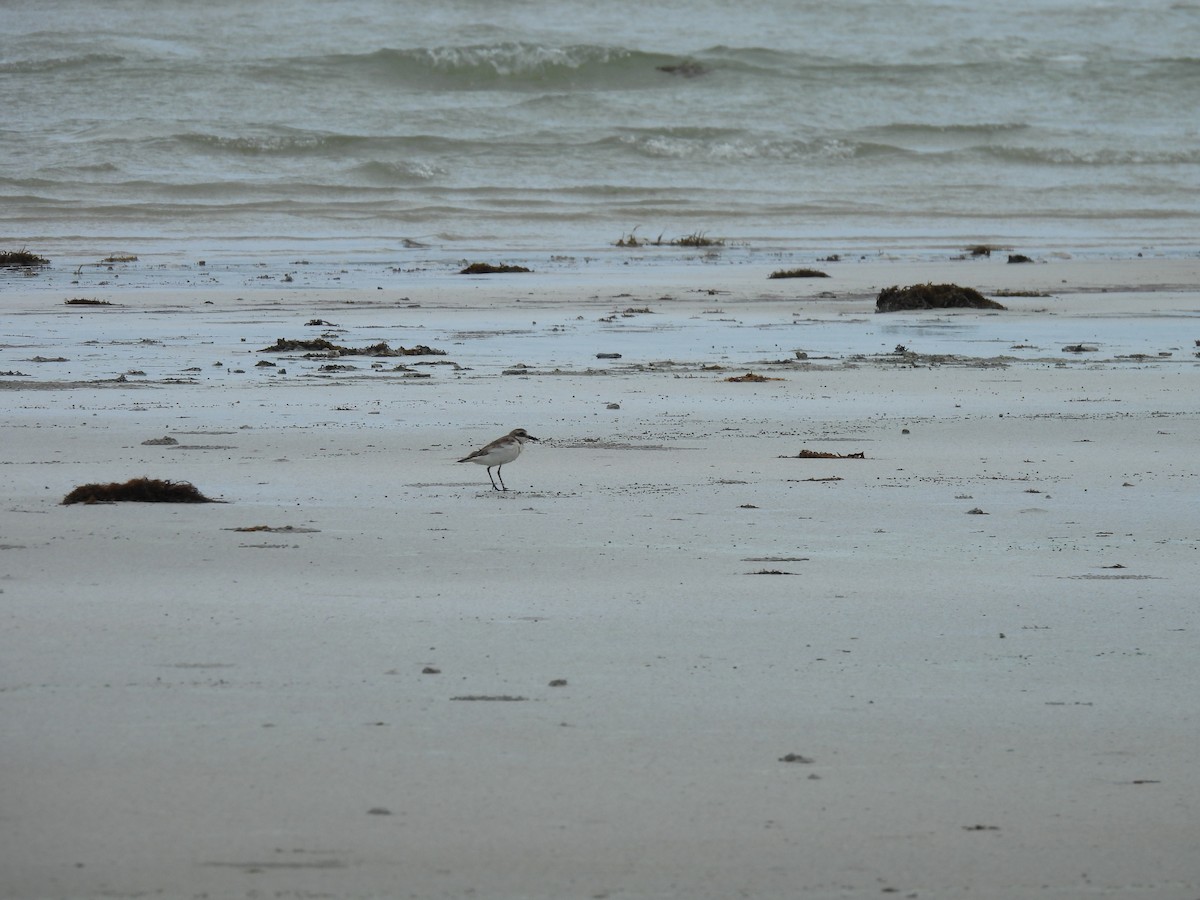 Greater Sand-Plover - ML622830765