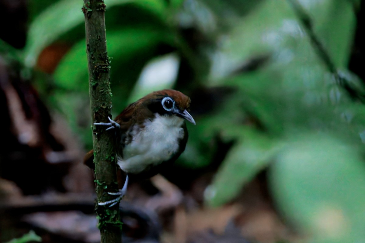 Bicolored Antbird - ML622830766