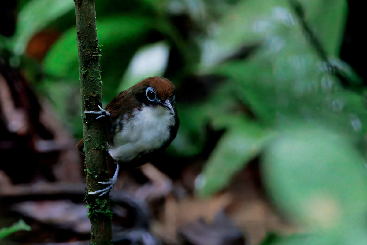 Bicolored Antbird - Caleb Villar