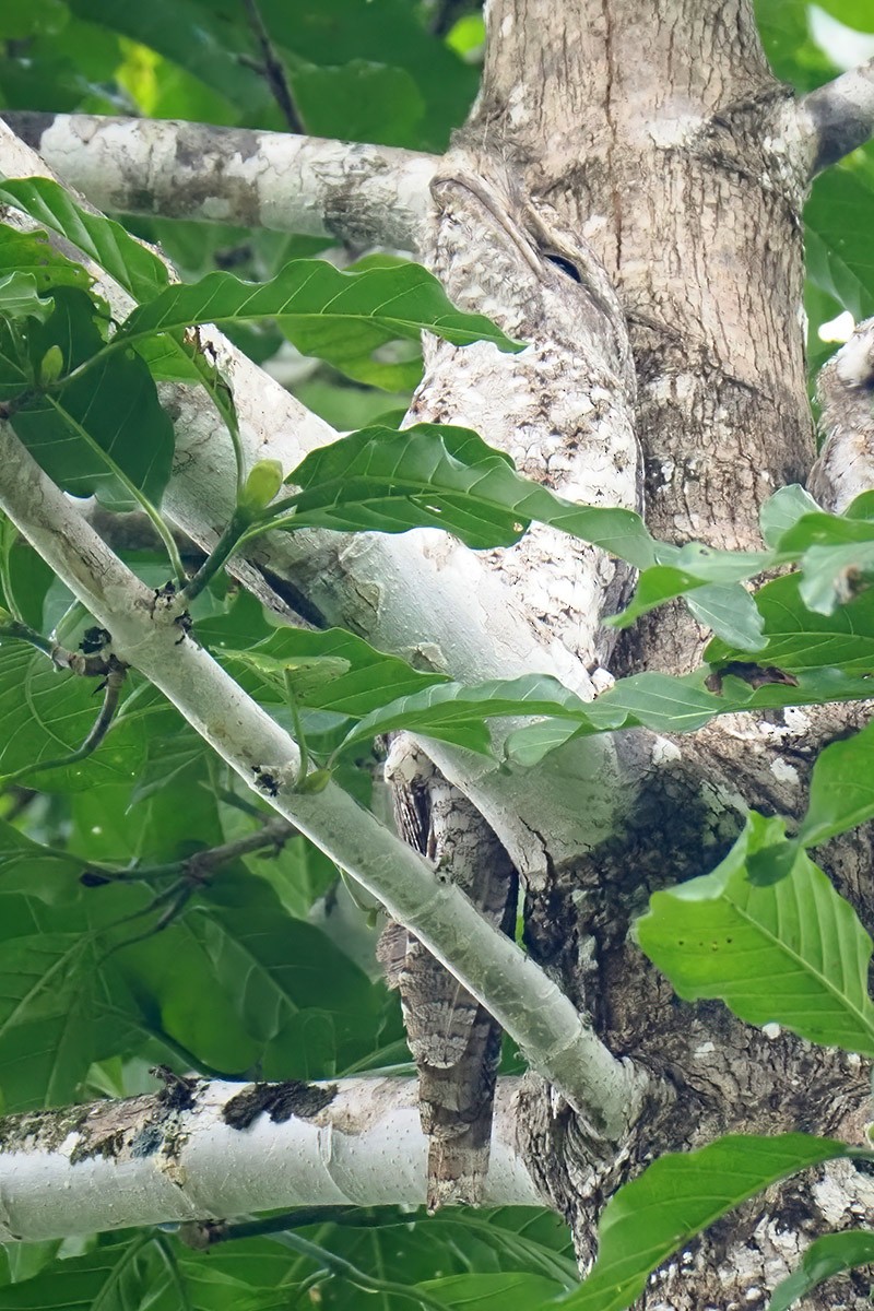 Papuan Frogmouth - Jose Antonio Lama