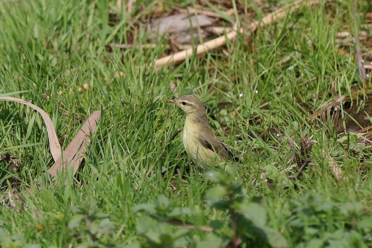 Willow Warbler - ML622830810