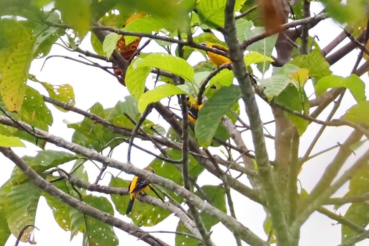 Golden Cuckooshrike - ML622830815