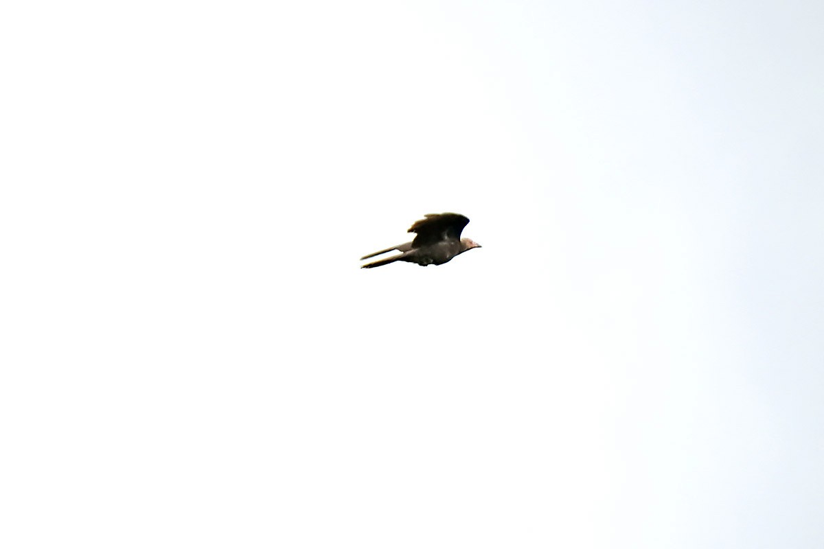 Gray Crow - ML622830823