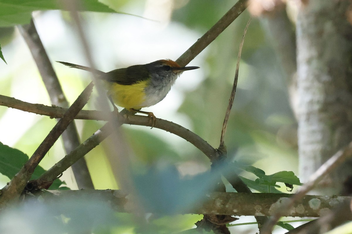 Mountain Tailorbird - ML622830913