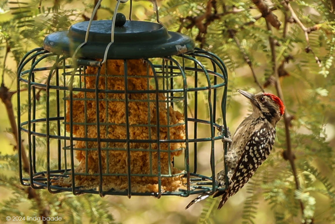 Ladder-backed Woodpecker - ML622830917