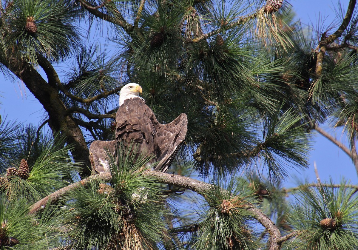 Bald Eagle - ML622831068