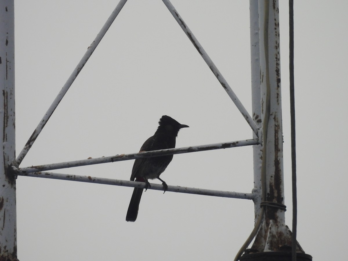 Bulbul à ventre rouge - ML622831139