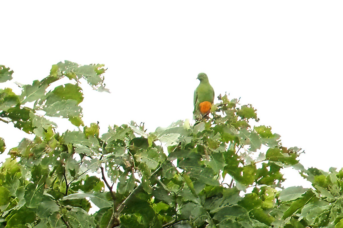 Orange-bellied Fruit-Dove - ML622831162