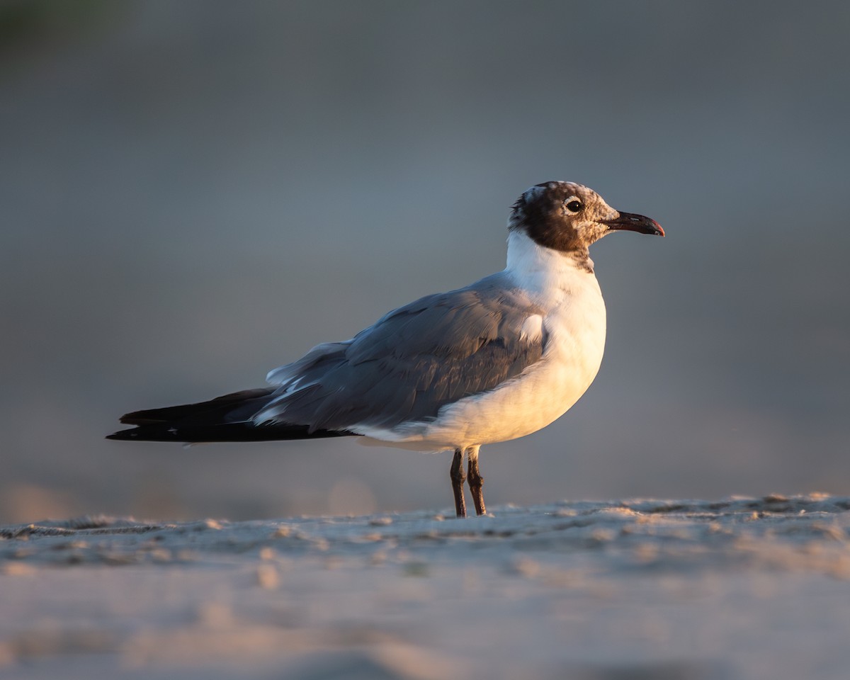 Laughing Gull - ML622831187