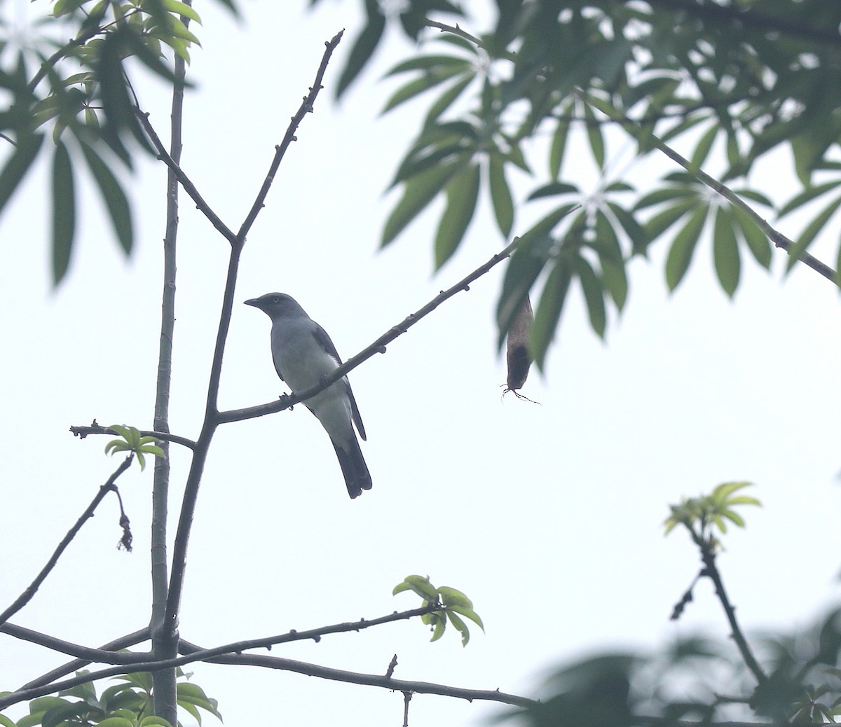 White-rumped Cuckooshrike - ML622831195