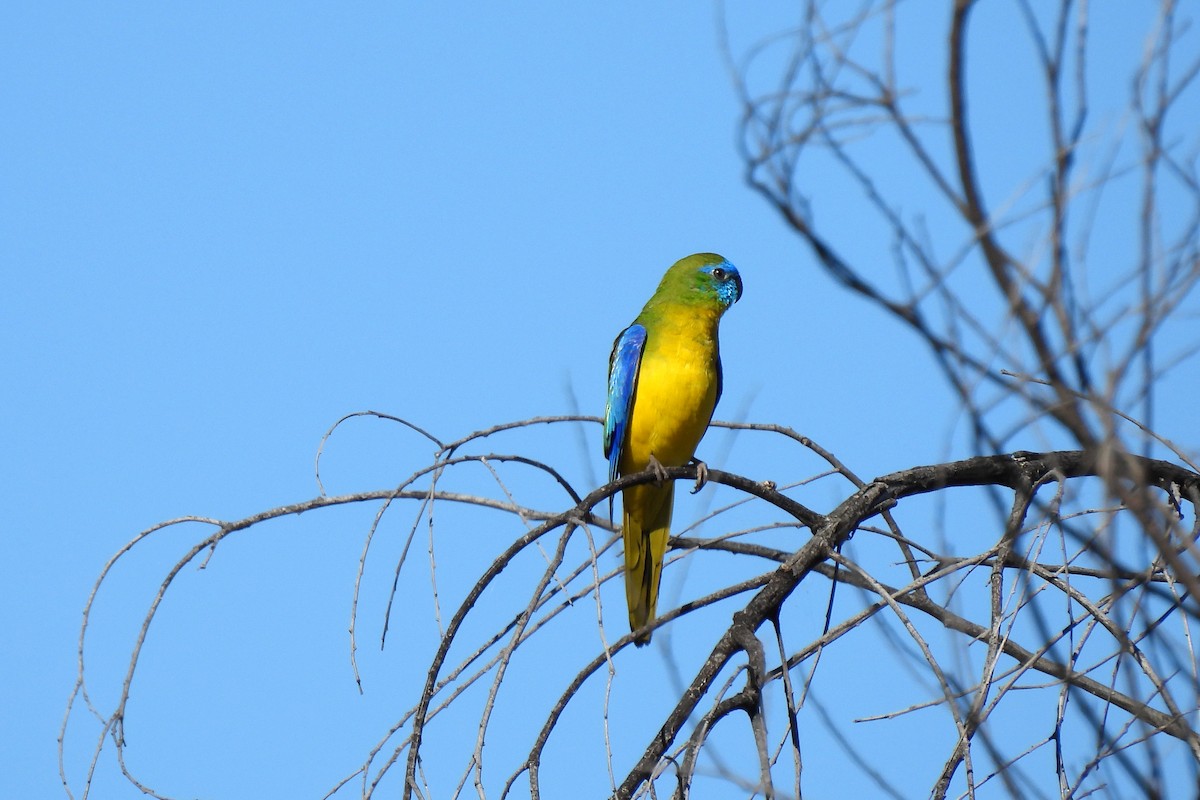 Turquoise Parrot - ML622831196