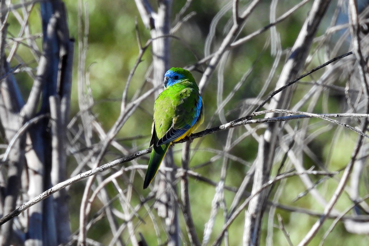 Turquoise Parrot - ML622831205