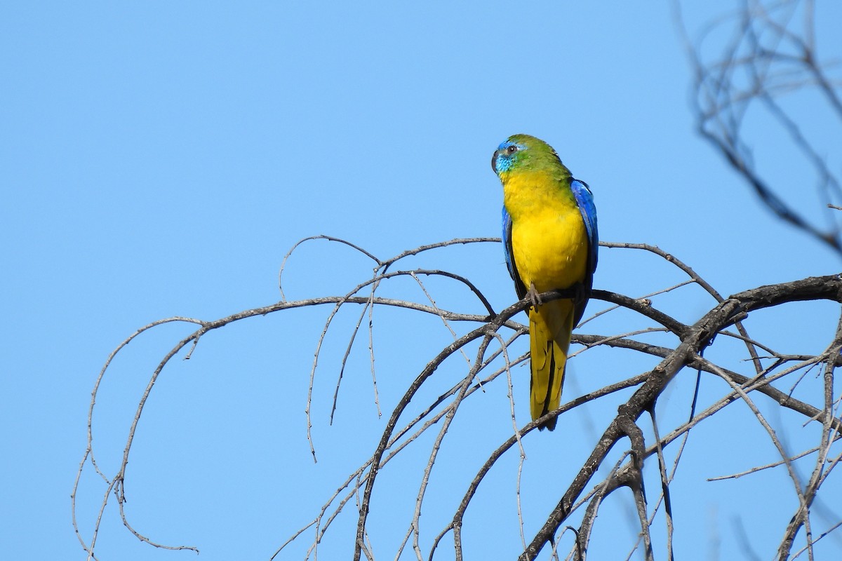 Turquoise Parrot - ML622831206