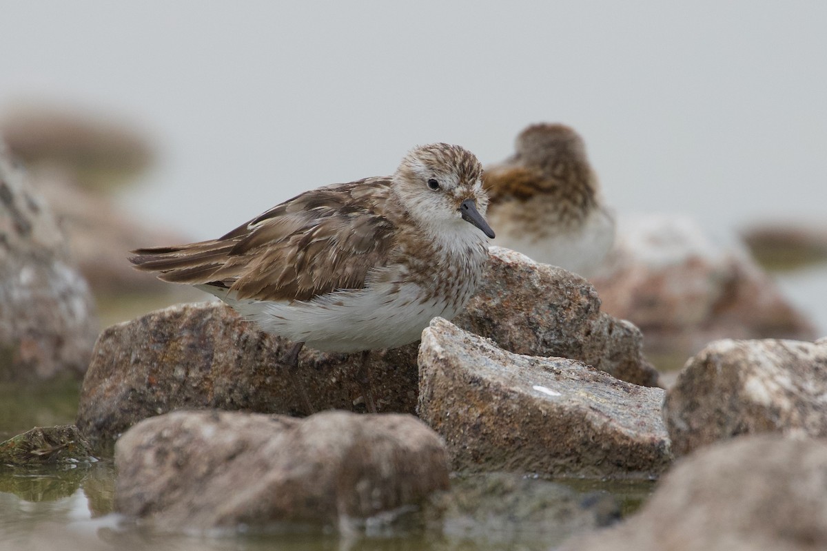 Semipalmated Sandpiper - Yvan Sarlieve