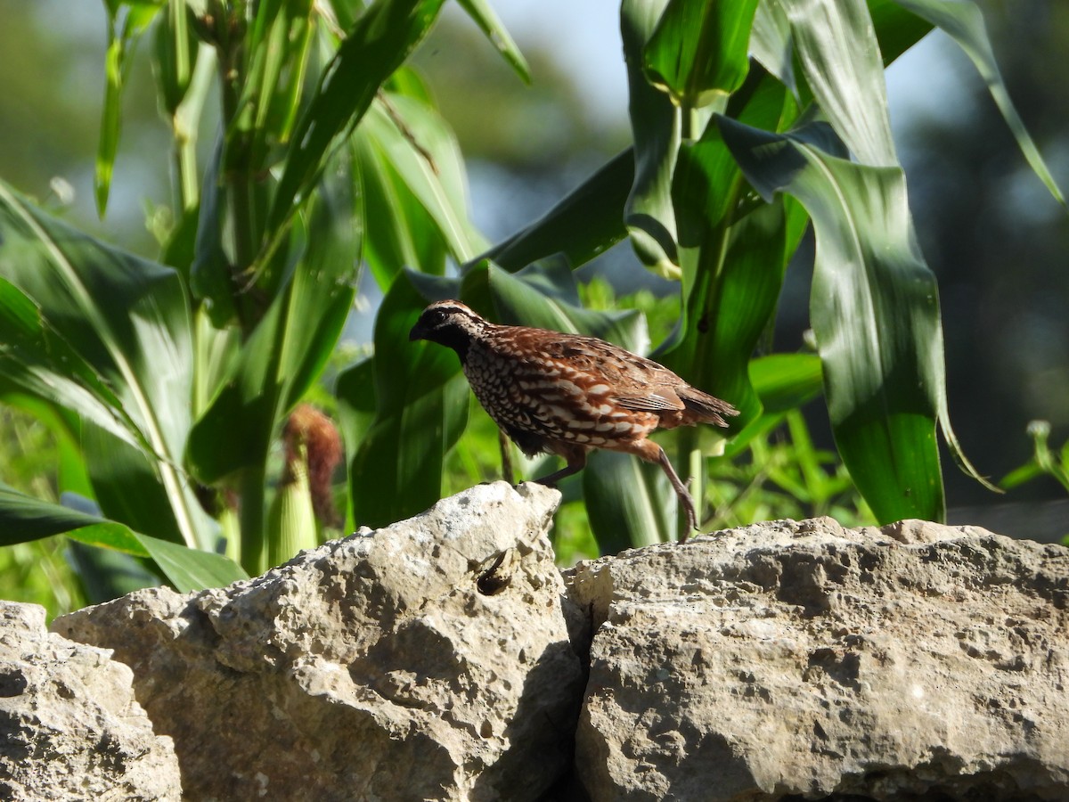 Black-throated Bobwhite - ML622831399