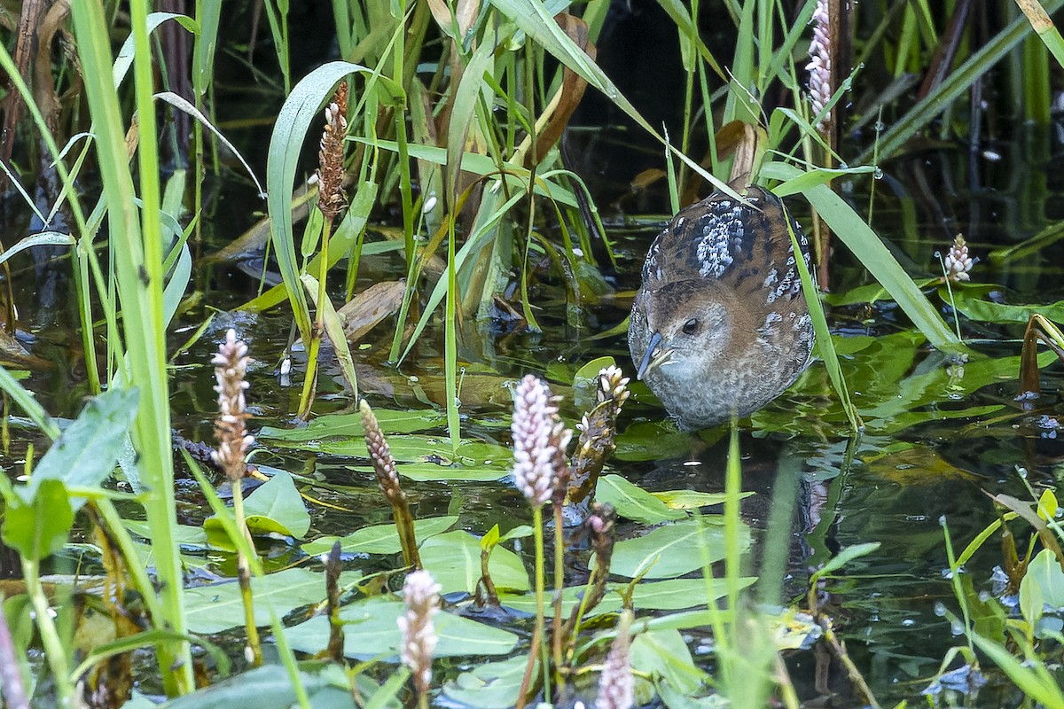 Baillon's Crake (Western) - ML622831400