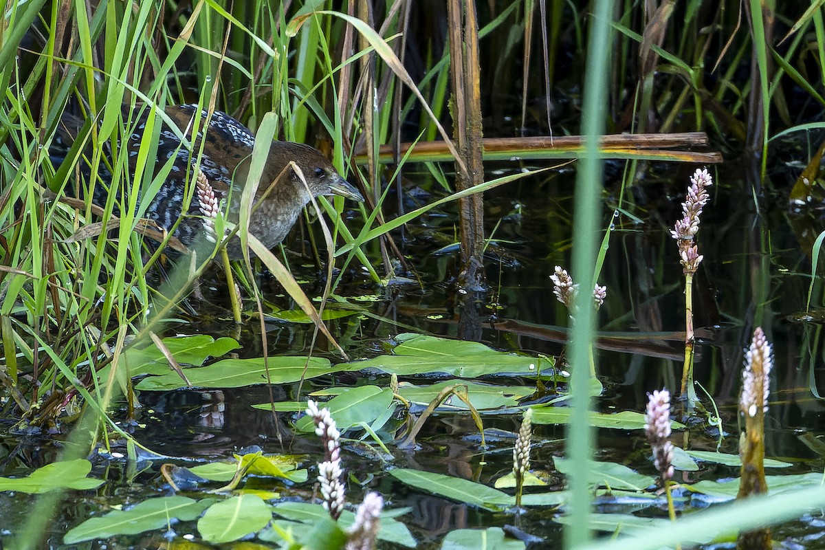 Baillon's Crake (Western) - ML622831401