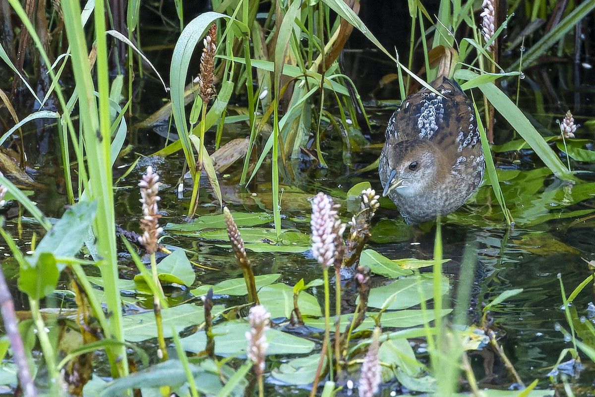 Baillon's Crake (Western) - ML622831403