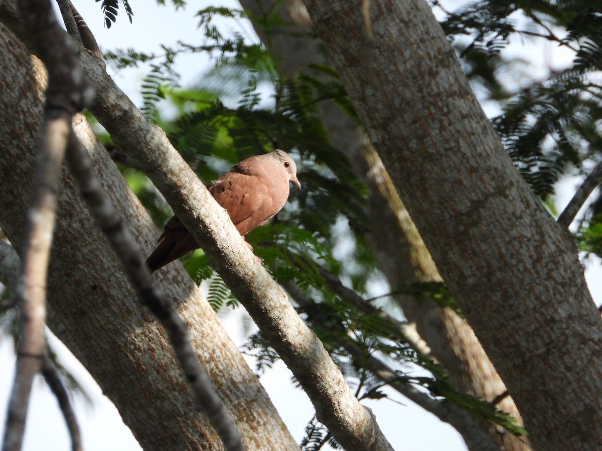 Ruddy Ground Dove - ML622831407