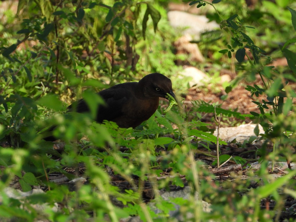 Great-tailed Grackle - ML622831409