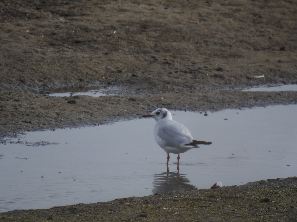 Black-headed Gull - Duarte Frade