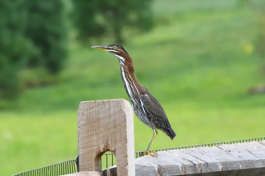 Green Heron - ML622831420