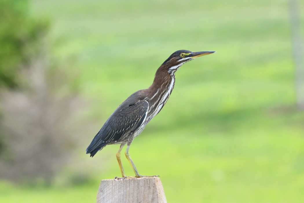 Green Heron - ML622831422