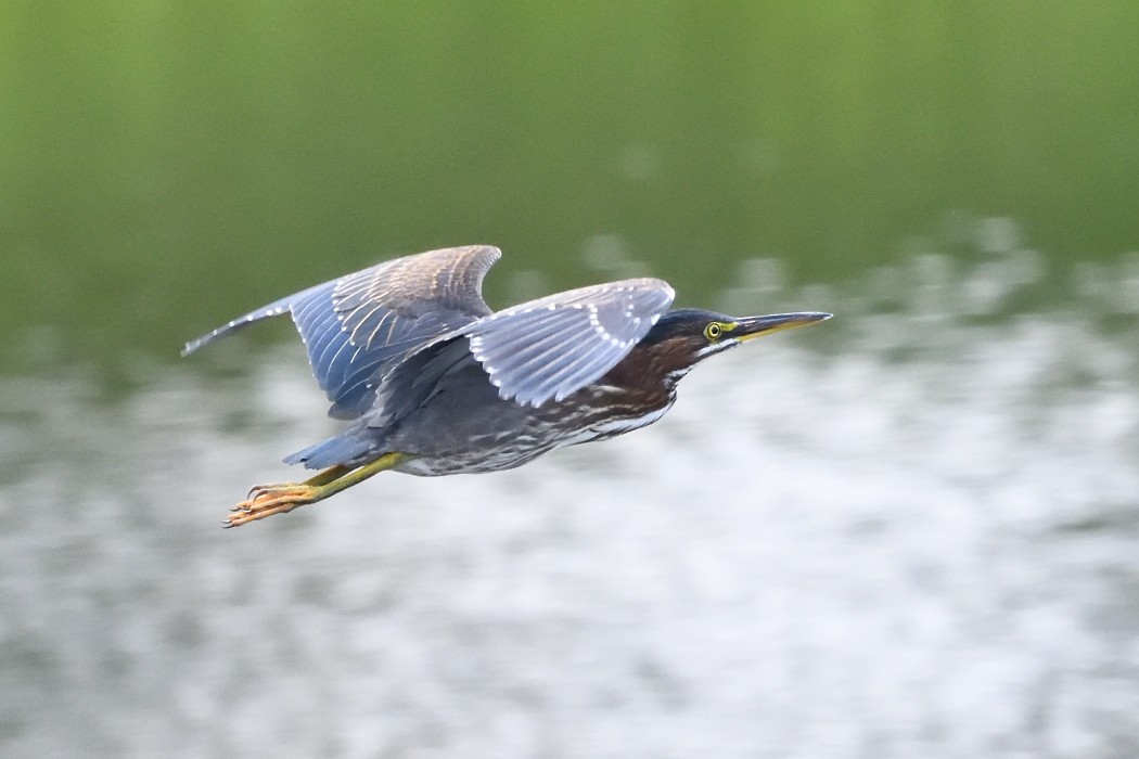 Green Heron - ML622831423