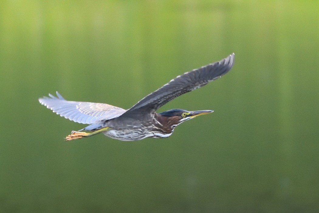 Green Heron - ML622831425