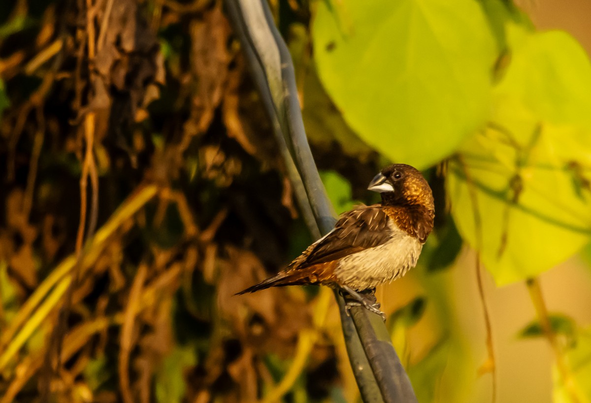 White-rumped Munia - Kanno Tage