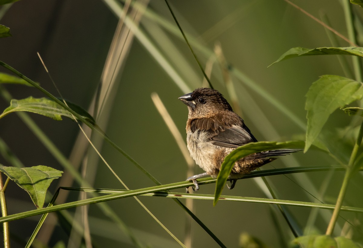 White-rumped Munia - Kanno Tage