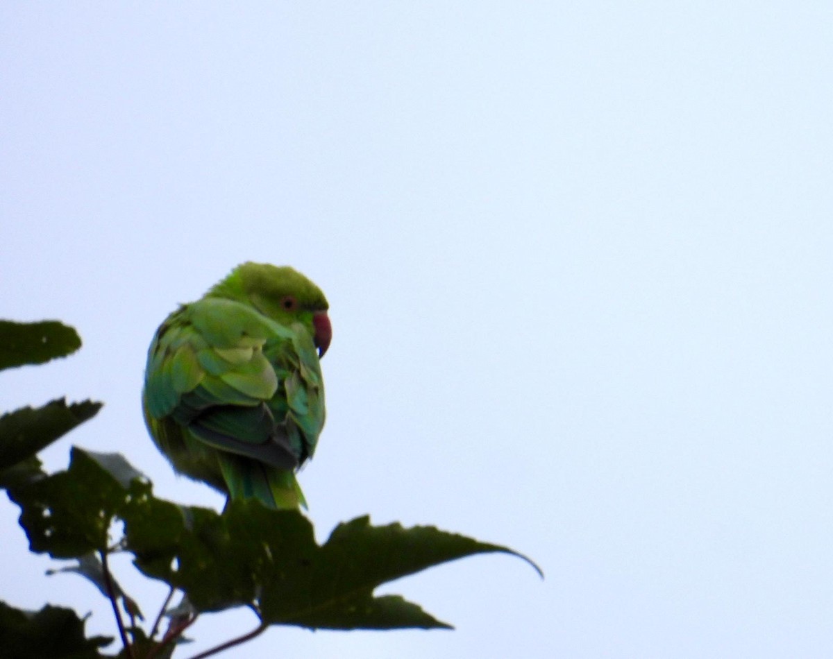 Rose-ringed Parakeet - Erik FORSYTH