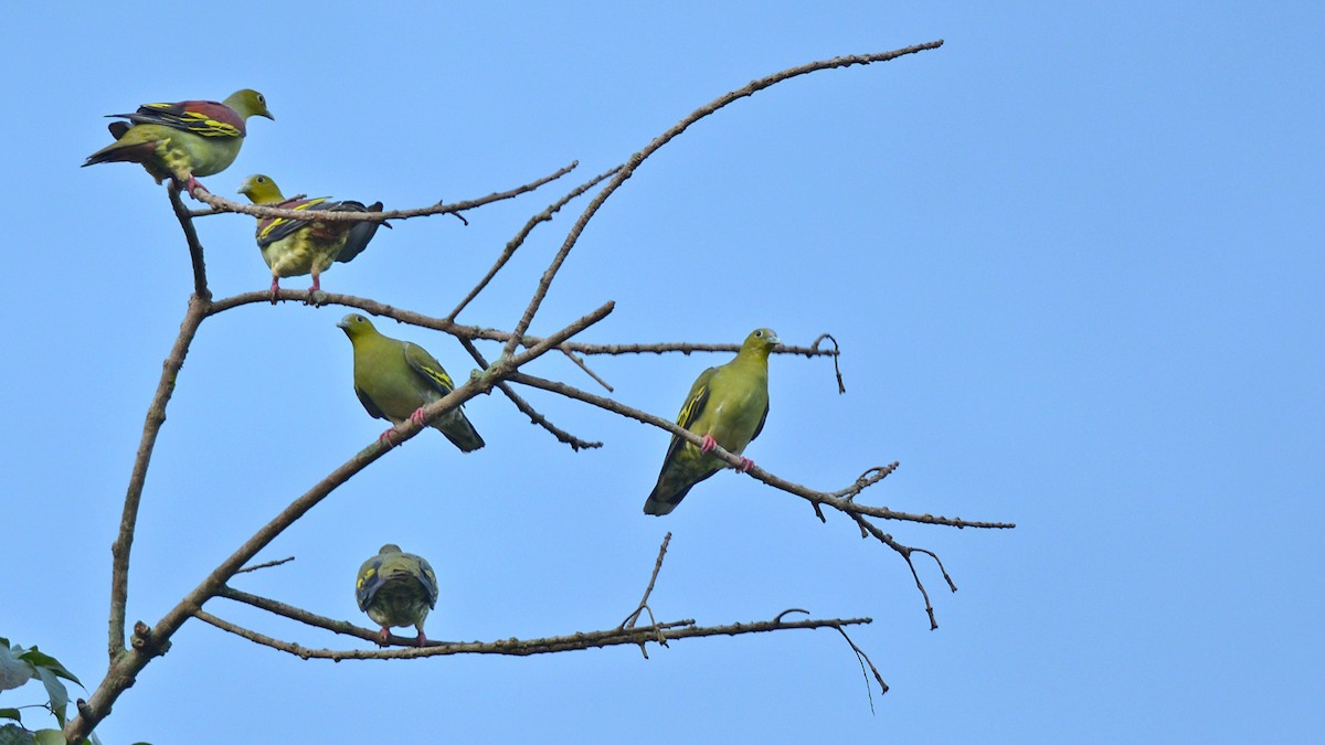 Ashy-headed Green-Pigeon - ML622831618