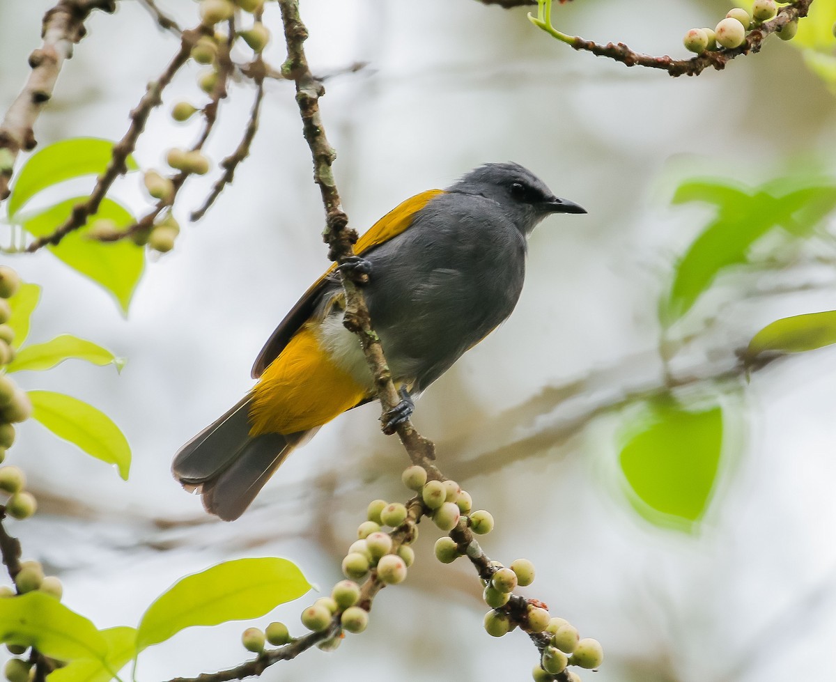 Gray-bellied Bulbul - ML622831632