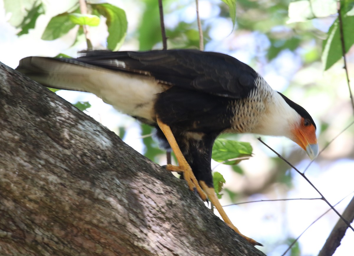 Crested Caracara (Northern) - ML622831635