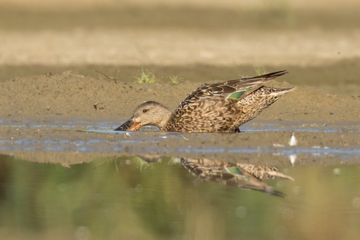 Northern Shoveler - Michal Ujčík