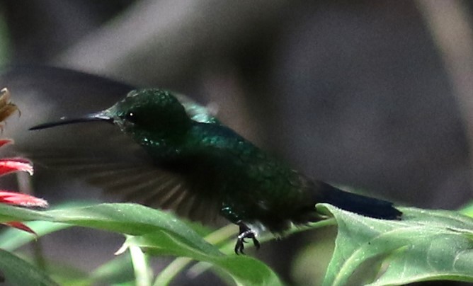 Blue-vented Hummingbird - ML622831661