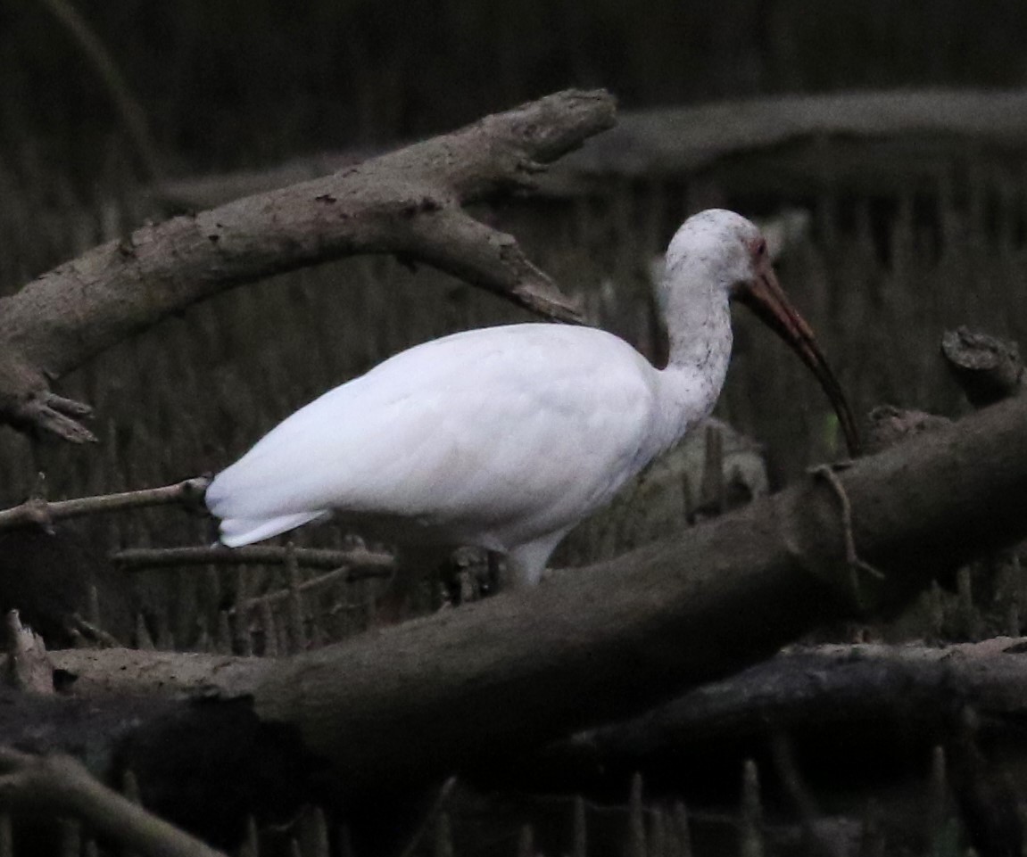 White Ibis - ML622831664