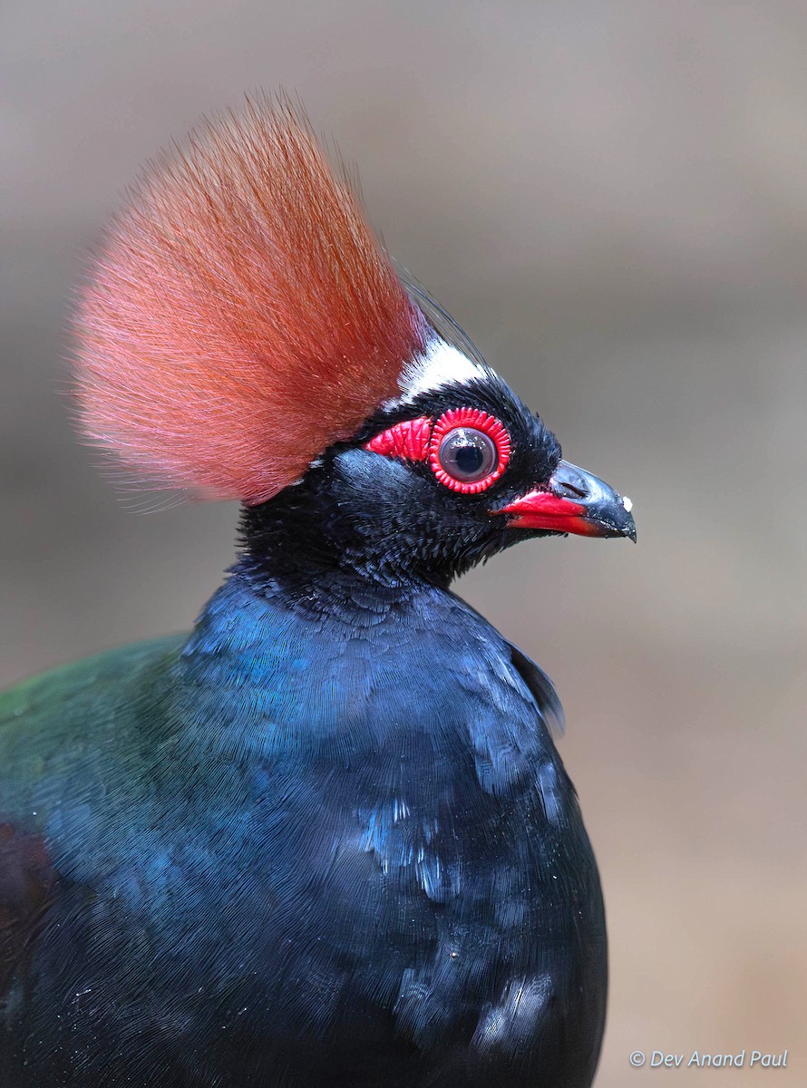 Crested Partridge - ML622831685