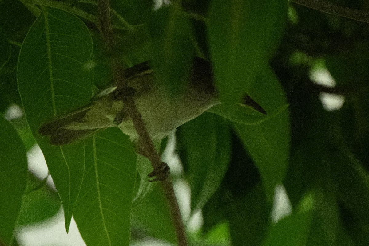 Common/Great Reed Warbler - ML622831714