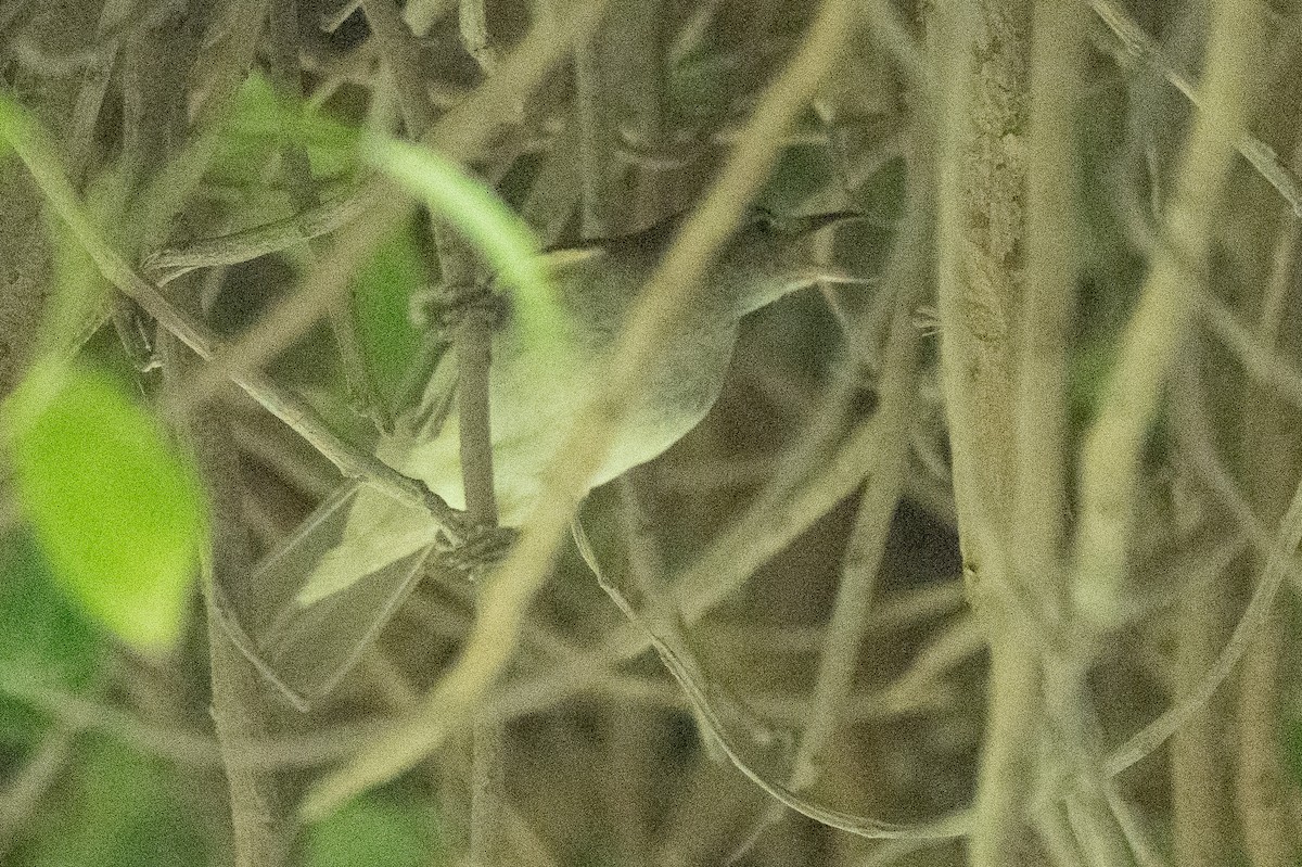 Common/Great Reed Warbler - ML622831717